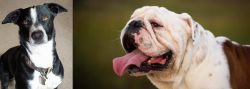 McNab vs English Bulldog - Breed Comparison