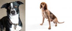McNab vs English Coonhound - Breed Comparison