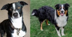 McNab vs English Shepherd - Breed Comparison