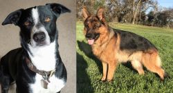 McNab vs German Shepherd - Breed Comparison
