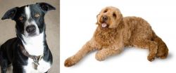 McNab vs Golden Doodle - Breed Comparison