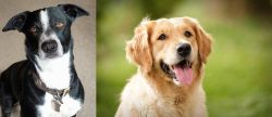 McNab vs Golden Retriever - Breed Comparison