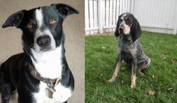 McNab vs Grand Bleu de Gascogne - Breed Comparison