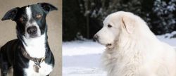 McNab vs Great Pyrenees - Breed Comparison