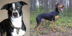 McNab vs Greek Harehound - Breed Comparison