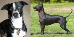 McNab vs Hairless Khala - Breed Comparison