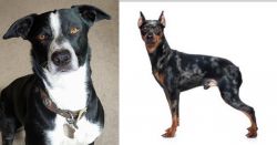 McNab vs Harlequin Pinscher - Breed Comparison