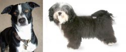 McNab vs Havanese - Breed Comparison