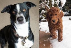 McNab vs Irish Doodles - Breed Comparison
