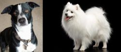 McNab vs Japanese Spitz - Breed Comparison