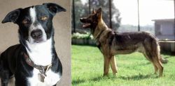 McNab vs Kunming Dog - Breed Comparison