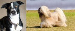 McNab vs Lhasa Apso - Breed Comparison