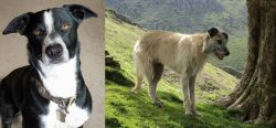 McNab vs Lurcher - Breed Comparison