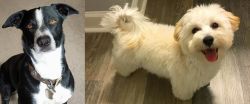 McNab vs Maltipoo - Breed Comparison