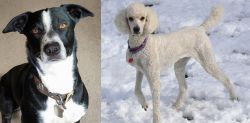 McNab vs Poodle - Breed Comparison