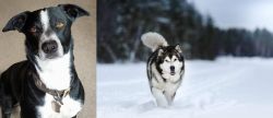 McNab vs Siberian Husky - Breed Comparison