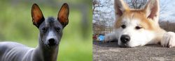 Mexican Hairless vs Akita - Breed Comparison