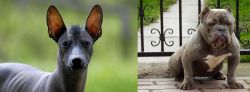 Mexican Hairless vs American Bully - Breed Comparison