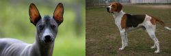 Mexican Hairless vs Anglo-Francais de Petite Venerie - Breed Comparison
