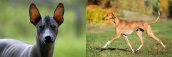 Mexican Hairless vs Azawakh - Breed Comparison