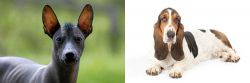 Mexican Hairless vs Basset Hound - Breed Comparison