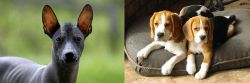 Mexican Hairless vs Beagle - Breed Comparison