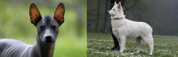 Mexican Hairless vs Berger Blanc Suisse - Breed Comparison