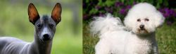 Mexican Hairless vs Bichon Frise - Breed Comparison