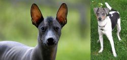 Mexican Hairless vs Brazilian Terrier - Breed Comparison