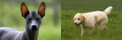Mexican Hairless vs Briquet Griffon Vendeen - Breed Comparison