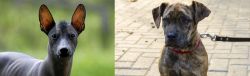 Mexican Hairless vs Catahoula Bulldog - Breed Comparison