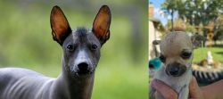 Mexican Hairless vs Chihuahua - Breed Comparison