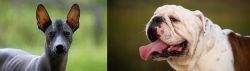 Mexican Hairless vs English Bulldog - Breed Comparison