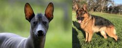 Mexican Hairless vs German Shepherd - Breed Comparison