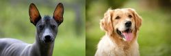 Mexican Hairless vs Golden Retriever - Breed Comparison