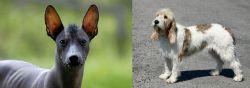 Mexican Hairless vs Grand Basset Griffon Vendeen - Breed Comparison