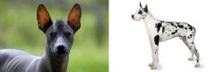Mexican Hairless vs Great Dane - Breed Comparison