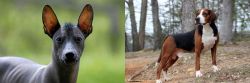 Mexican Hairless vs Hamiltonstovare - Breed Comparison