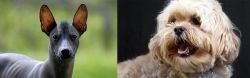 Mexican Hairless vs Lhasapoo - Breed Comparison