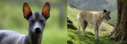 Mexican Hairless vs Lurcher - Breed Comparison