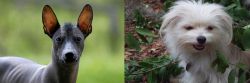 Mexican Hairless vs Malti-Pom - Breed Comparison
