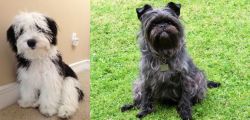 Mini Sheepadoodles vs Affenpinscher - Breed Comparison