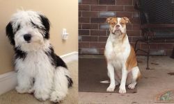 Mini Sheepadoodles vs Alapaha Blue Blood Bulldog - Breed Comparison