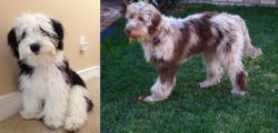 Mini Sheepadoodles vs Aussie Doodles - Breed Comparison