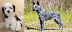 Mini Sheepadoodles vs Australian Stumpy Tail Cattle Dog - Breed Comparison
