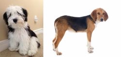 Mini Sheepadoodles vs Beagle-Harrier - Breed Comparison