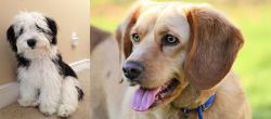 Mini Sheepadoodles vs Beago - Breed Comparison