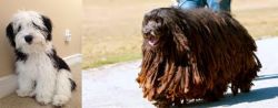 Mini Sheepadoodles vs Bergamasco - Breed Comparison