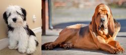 Mini Sheepadoodles vs Bloodhound - Breed Comparison