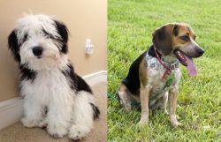 Mini Sheepadoodles vs Bluetick Beagle - Breed Comparison